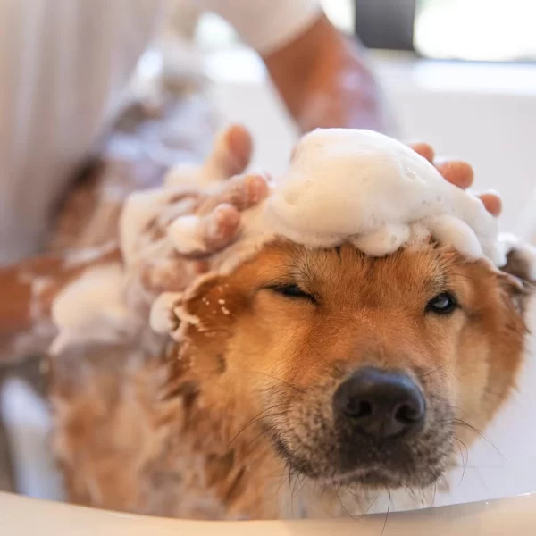 SỮA TẮM THÚ CƯNG THẢO MỘC